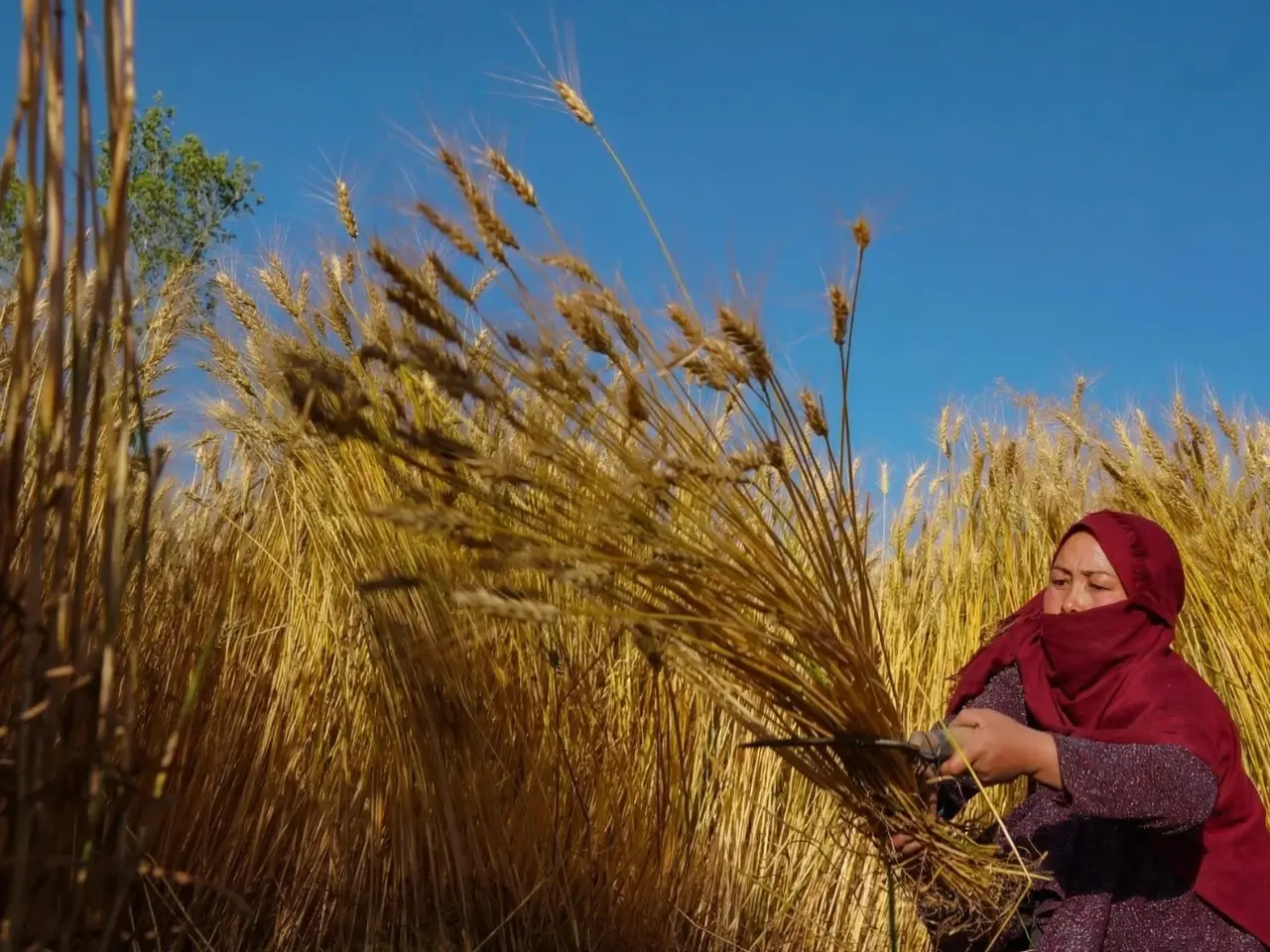 Farmer harvesting wheat as FAO WMO report warns extreme heat cuts staple crop yields by 4 to 10 percent per degree