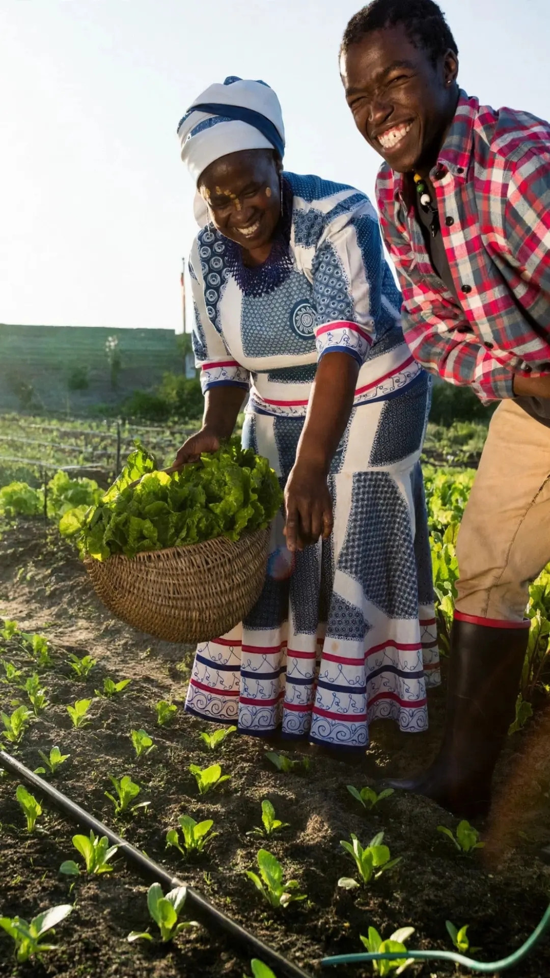 Two African farmers smiling in an irrigated vegetable field holding a basket of fresh lettuce, showing sustainable irrigation creating jobs and food security